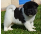 Chiots Akita americain