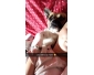 Chien Bouledogue croisé