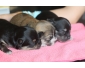 3 chiots Chihuahua femelles à vendre