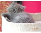 magnifiques chatons bleus disponibles