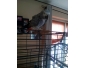 Perroquet 8ans parleur avec cage