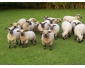 MOUTON