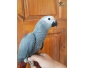 perroquet gris africain