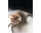 adoptez Omer scottish highland fold