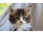 chatons maine coon