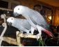 Couple de perroquet Type Gris du Gabon a donner