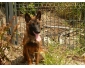  Malinois pour saillies 