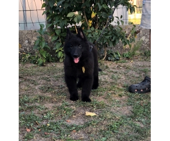 A Vendre Chiots Berger Belge Groenendael Tervueren