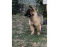 A vendre chiots Berger Belge Groenendael & Tervueren