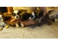 chiot shih tzu à vendre