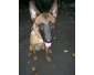 Vends 4 Berger Belge Malinois