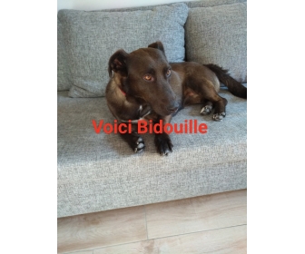 Chien Labrador Basset à Donner