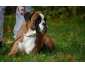 Boxer disponible pour saillie