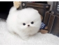 A DONNER CHIOT POMERANIEN TEACUP BLANC