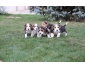 Adorables chiots BEAGLE LOF