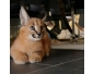 chatons Serval, Savannah F1 et caracal à vendre