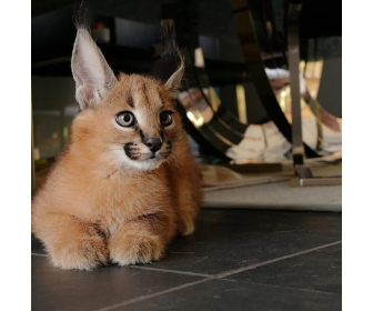 Chatons Serval Savannah F1 Et Caracal A Vendre Chatons Serval Savannah F1 Et Caracal A Vendre