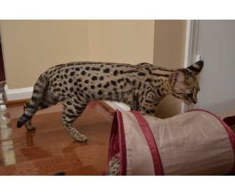 Chatons Serval Savannah F1 Et Caracal A Vendre Chatons Serval Savannah F1 Et Caracal A Vendre