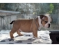 American Bully Pocket ABR / EBKC