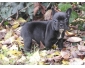 Chiots bouledogue français