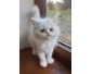 Chatons persan Loof pour compagnie