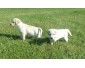 Chiots labradors sables LOF disponibles