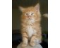 Chatons norvien Loof de 3 mois