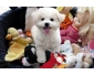 Chiots femelles Bichon Frisé LOF