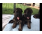 Chiots Berger Allemands Poil long lof