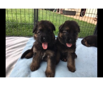 Chiots Berger Allemands Poil Long Lof
