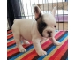 CHIOT BOULEDOGUE FRANCAIS LOF