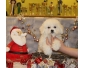 CHIOTS BICHON FRISE