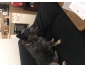 Chien a donné contre bons soins