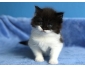 Trois chatons maine coon  vendre