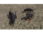 Chiots Rottweiler parents multichampions