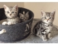 Trois adorables chatons british shorthair à vendre