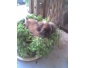 PEKINOIS A VENDRE