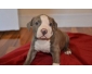 chiots pitbull pour bonne maison