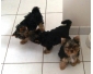 Chiots Yorkshire Terrier à adopter