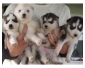 Belle femelle husky sirien a donner