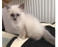 Chaton femelle sacr de birmanie