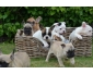 Cde adorable Bouledogue franais