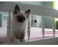 A cder petite femelle chaton sacr de Birmanie