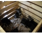 Chiots berger allemand à vendre