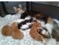MAGNIFIQUES CHATON MAINE COON DISPONIBLE