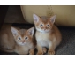 FEMELLE ABYSSINS  DONNER