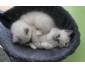 VEND 5 CHATONS SIAMOIS MODERNE - 3 MLES & 2 FEMELLES