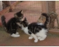 DONNE  CHATON MAINE COON MLE& FEMELLE