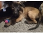 Vend chiot berger malinois