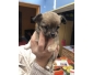 Toujours disponible Chiot chihuahua